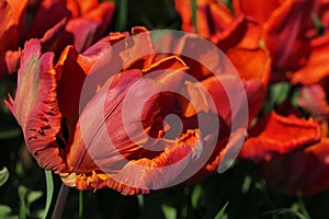 Orange-red bicolored Blumex tulip, also called Blumex Parrot tulip in full blossom