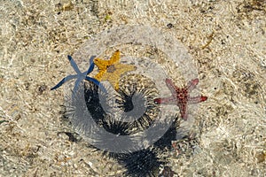 Orange, red and blue starfish and black urchin at low tide near the shore in water