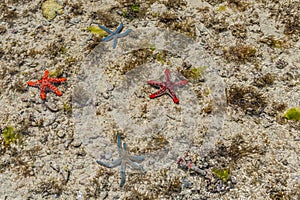 Orange, Red and Blue Starfish at low Tide near the Shore