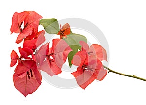 Orange Red Bougainvillea Flowers