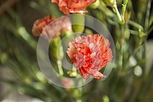 Orange red carnation flower