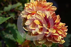 Orange and red colorful dahlia blossom in the summer sun