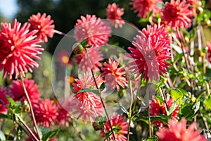 Orange red colour Dahlia flowers, photographed against a clear blue sky in late summer at RHS Wisley garden, Surrey UK