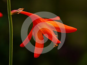 Orange Red Crocosmia Flower Closeup