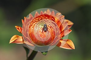 Orange-red dahlia - blossom - fly