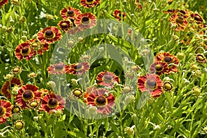 Orange and red daisies