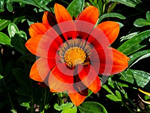 Orange & Red Daisy Flower Closeup.