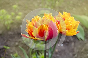 Tulips called Golddust. Fringed peony tulip