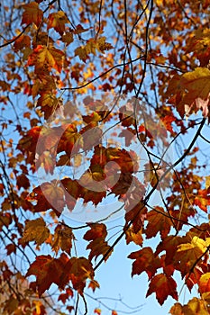 Orange and red fall leaves vertical photograph