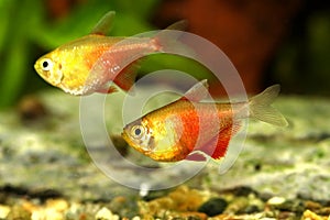 Orange Red Flame Tetra Hyphessobrycon flammeus Rio tetra tropical aquarium fish
