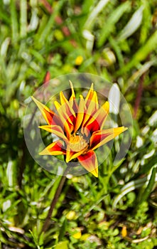 Orange and red flower close up