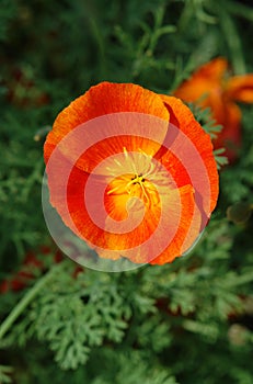 The orange-red flower of Eschscholzia californica (California poppy, golden poppy, California sunlight, cup of gold)