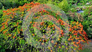Orange-Red Flowering Tree From Above