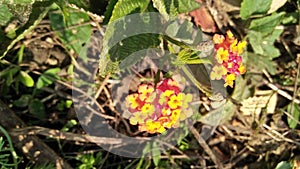 Orange and red flowers  on the ground