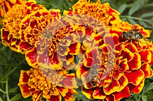 Orange and red French marigold