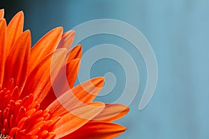 Orange Red Gerbera Flower on Blue Background