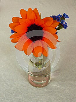 Orange red Gerbera, Transvaal daisy and blue flower in a glass vase table decoration on gray background.