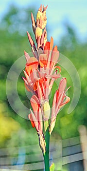 Orange red gladiolus flower, close up