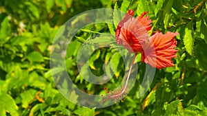 Orange red hibiscus flower in bloom