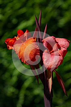 Orange red iris are floral beauty at Butchart Gardens