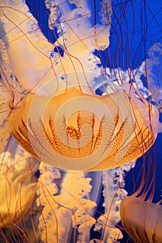 Orange Red Jellyfish swimming together