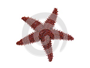Orange red knobby Starfish isolated