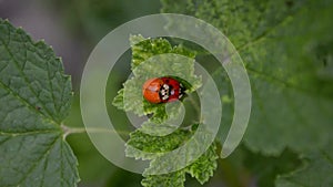 Orange and red ladybugs mate and sitting on leaf of currants in wind, top view