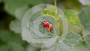 Orange and red ladybugs is mating and sitting on leaf of currants in the wind