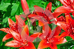 Orange and red lily summer flower