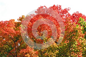 Orange/Red maple tree