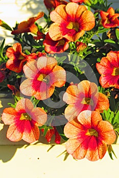Orange and red million bells flowers in white window box
