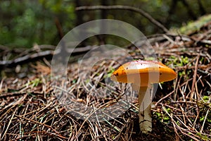 An Orange and red mushroom, green moss and drie brown pine trees needles at background into forest. photo