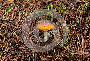 An Orange and red mushroom with little white spots, green moss and drie brown pine trees needles photo