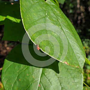Boxelder Bug Nymph