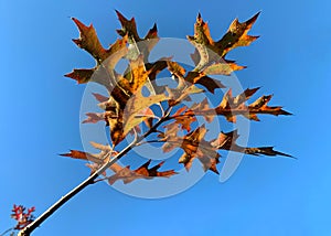 Orange and red oak leaves against a bright blue sky in autumn