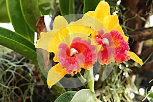Orange and Red Orchid
