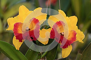 Orange-Red orchid flowers - Cattleya