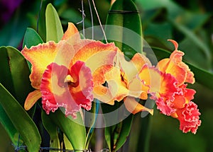 Orange-Red orchid flowers - Cattleya