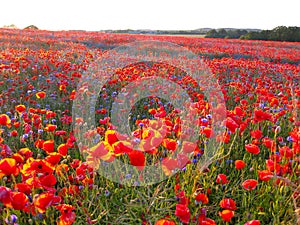 Orange red poppies and cornflowersin the sunlight before dusk