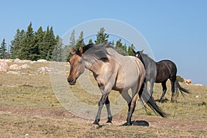 Orange red roan mare and black stallion wild horses on Tillett ridge  in the Pryor Mountains in Wyoming United States