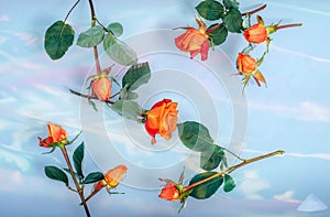 Orange red roses in bath floating in water, colorful light reflection