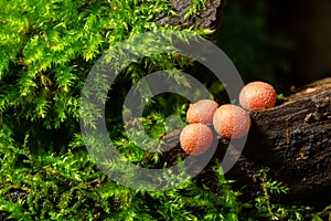 Orange red slime mold mushroom Lycogala epidendrum in the autumn forest