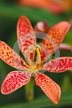 Orange and red spotted blackberry lily iris flower with yellow anthers against green