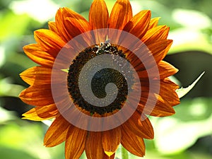 Bee on red sunflower