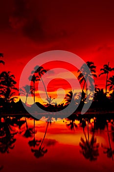 Orange and red sunset over sea beach with palms