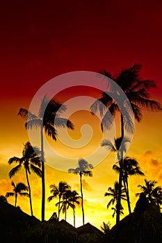 Orange and red sunset over sea beach with palms