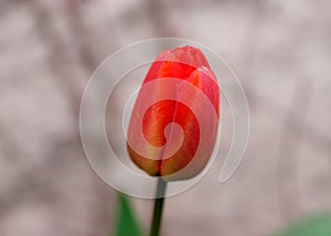 Orange-red tulip bloom close-up by blurred grey background