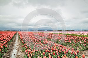 Orange and red tulip flowers field in spring