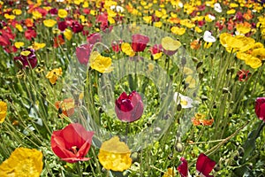 An Orange Red Tulip and yellow poppy flower field at a botanical garden in a spring season of Australia.