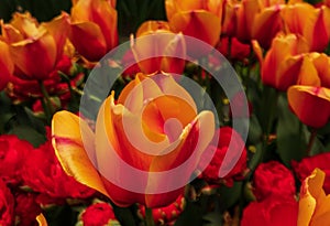 Orange and red tulips closeup in the Keukenhof in 2022 in the Netherlands